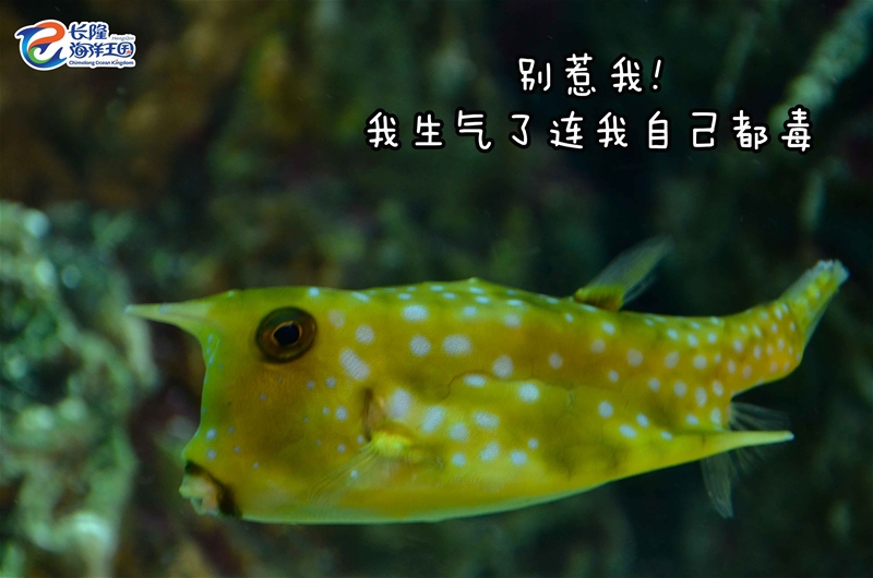 (图片为牛角箱鲀 摄于珠海长隆海洋王国)