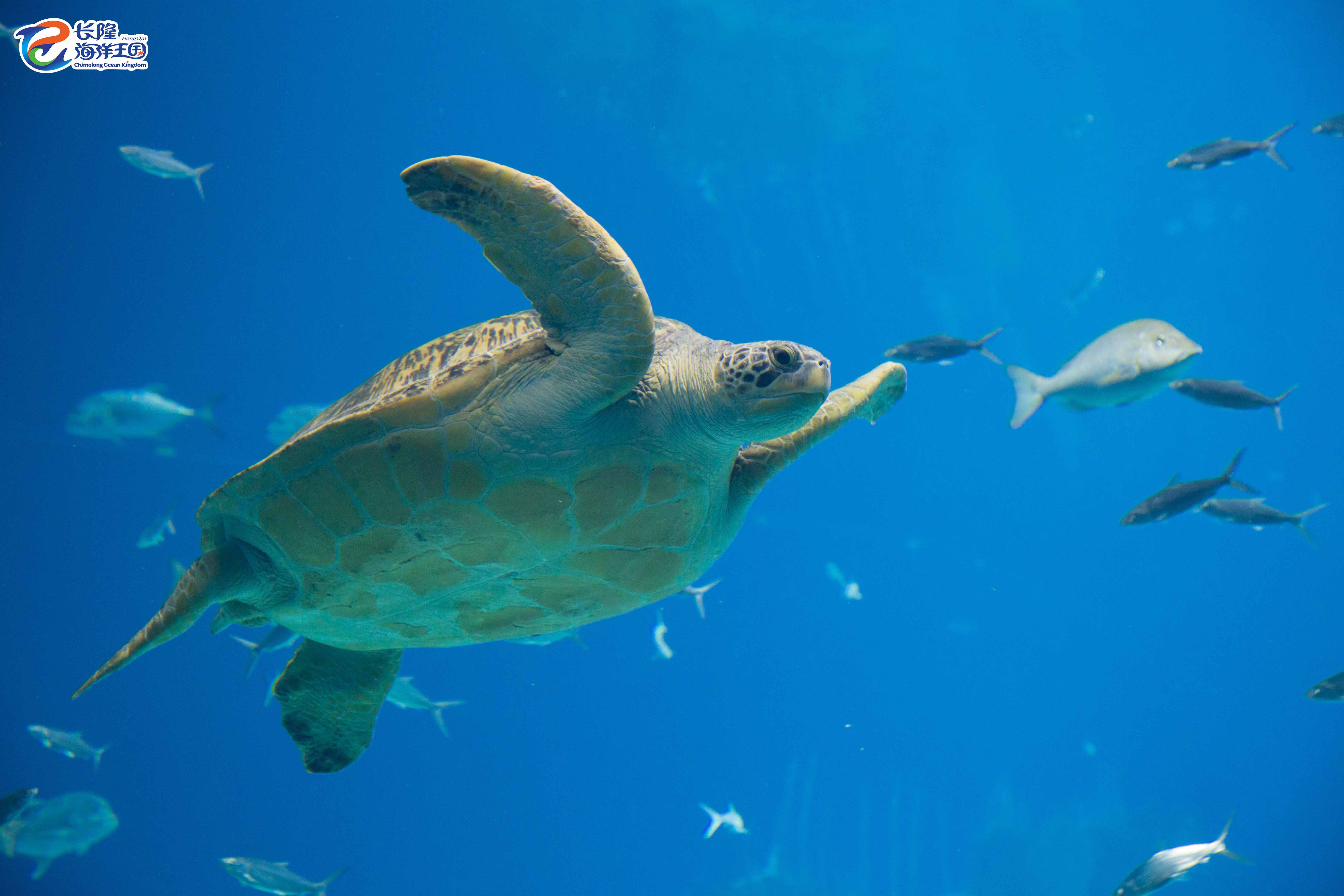 海龟环游定点赛开赛！成都海昌极地海洋公园海龟科普月精彩继续 - 成都海昌极地海洋公园