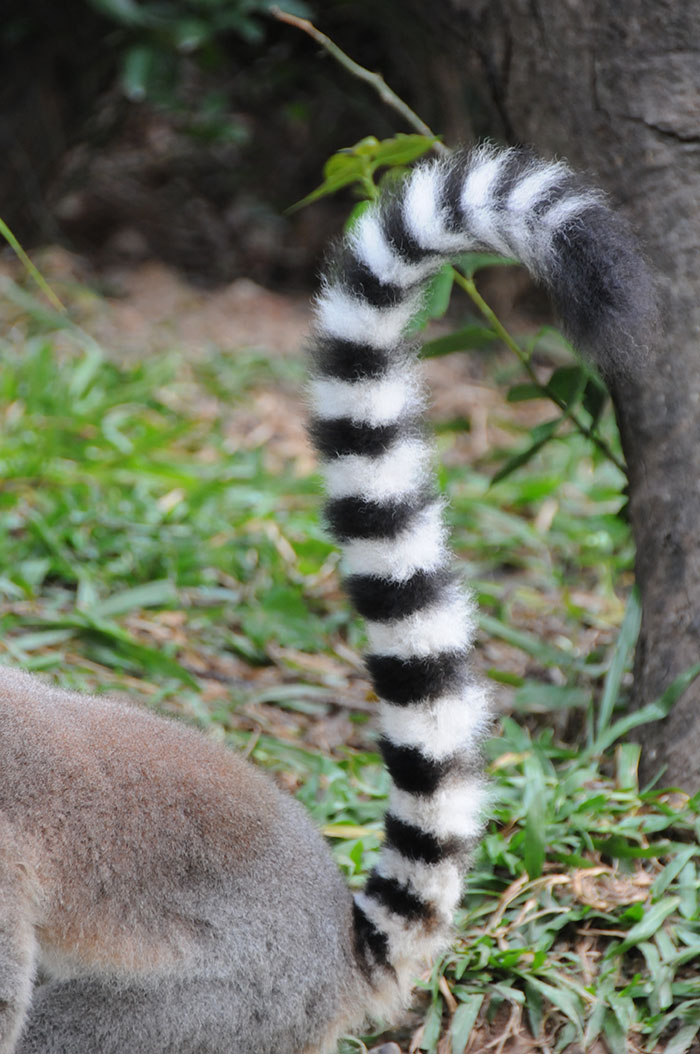 环尾狐猴尾巴特写,摄于长隆野生动物世界