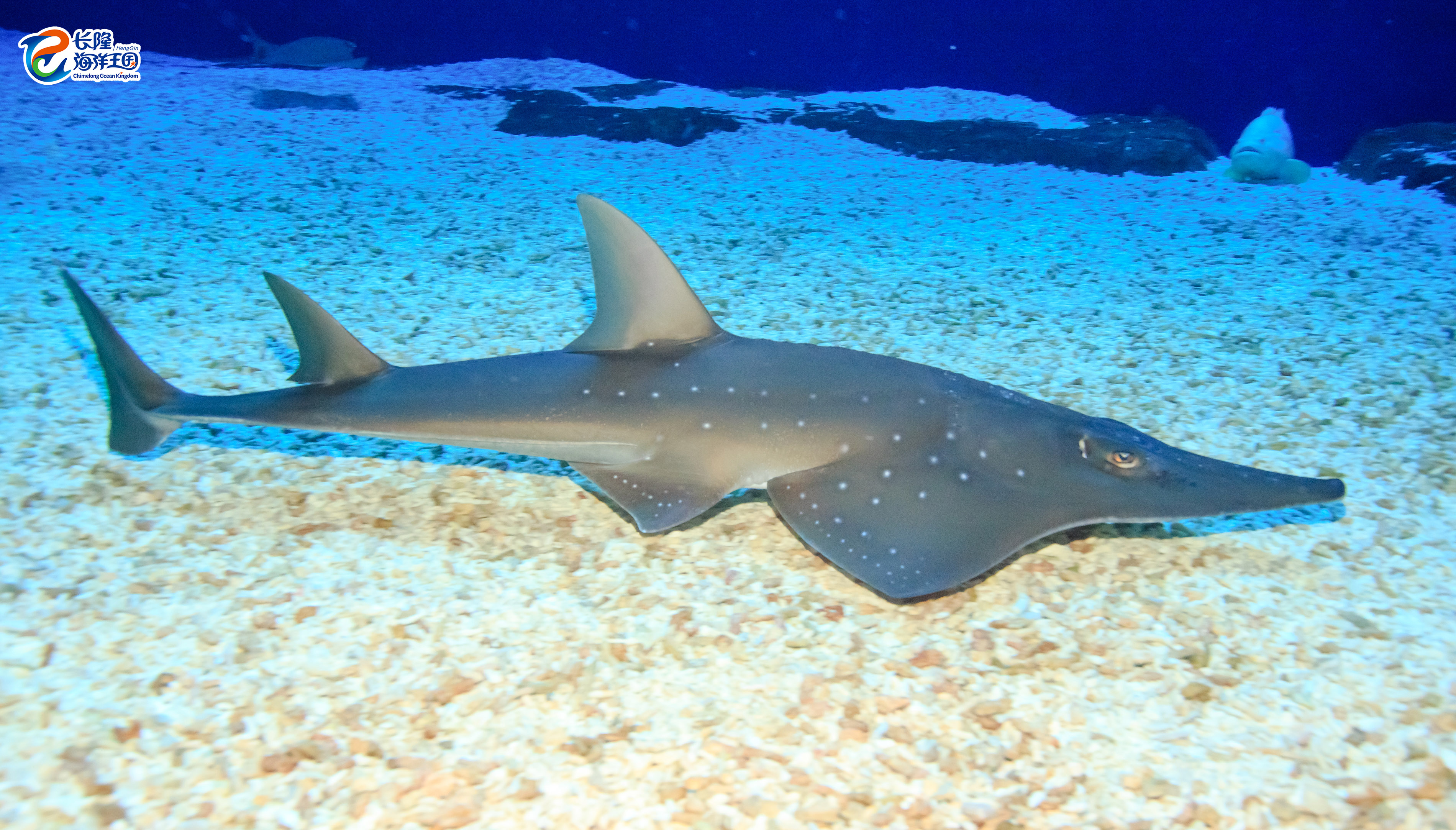 Blacktip Shark Facts: Climate Change Lowers Ocean Migration
