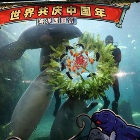 西非海牛吃上粤式团圆饭 留粤过年家庭齐捞“风生水起”