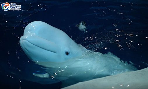 白鲸浮出水面四处张望