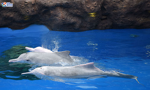 中华白海豚独特的背鳍形状
