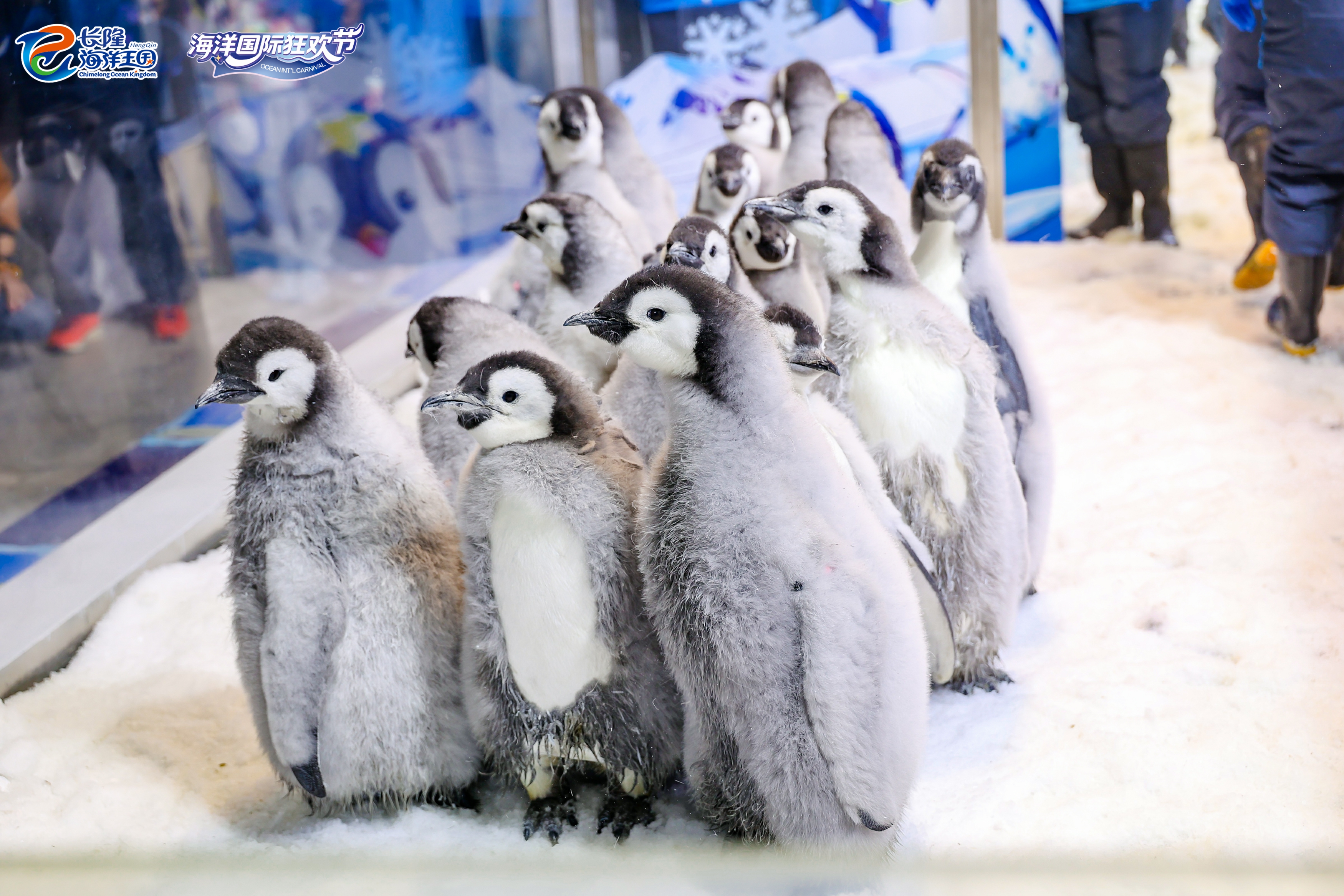 image 155eb0a008a04da3.jpg