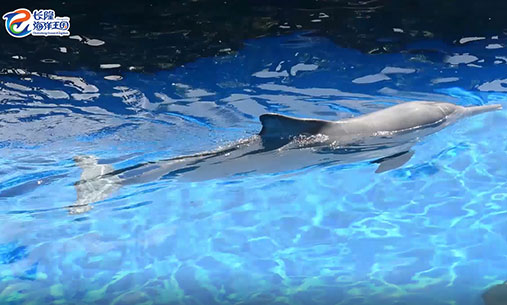 中华白海豚浮在水面