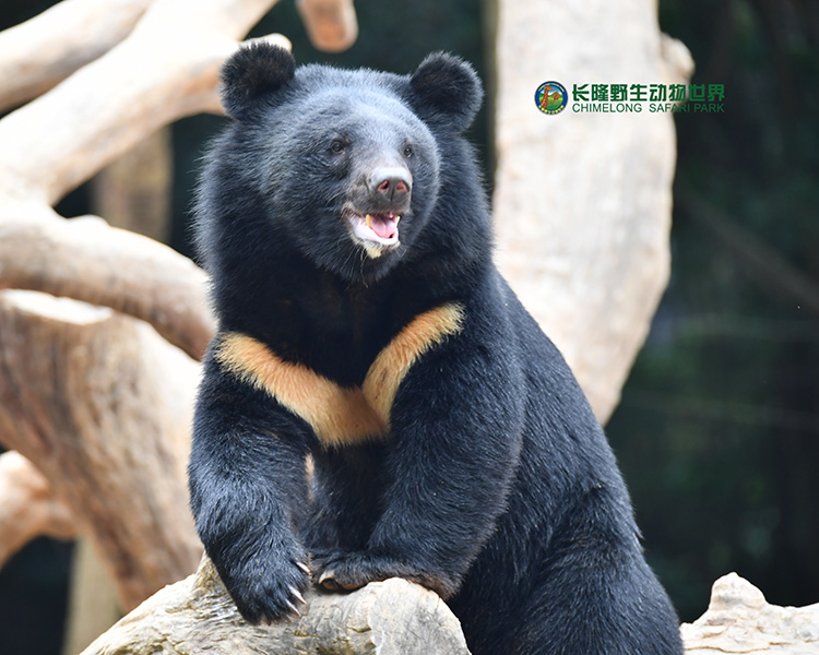 长隆动植研创院官方网站