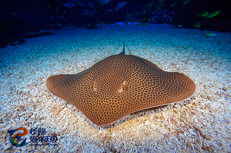 (豹纹鳐  himantura uarnak