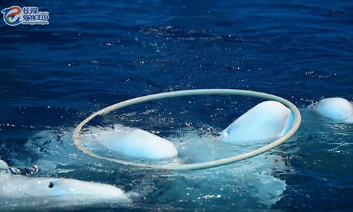白鲸们在水中嬉戏