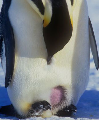 帝企鹅的育儿袋图片