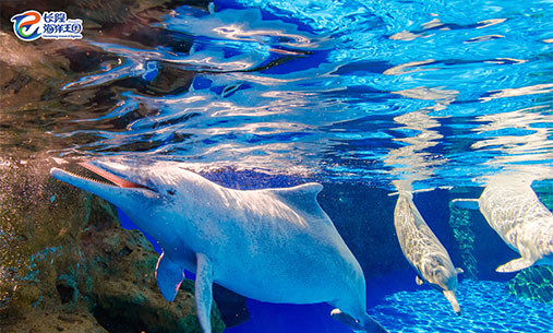 中华白海豚在水面表层