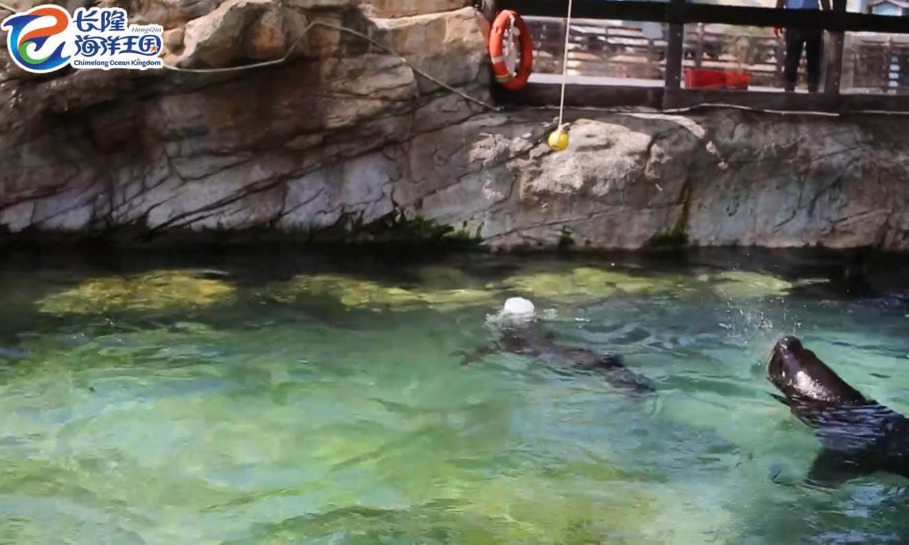 一群南美海狮在水中嬉戏