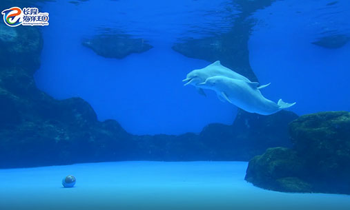 中华白海豚水下玩球