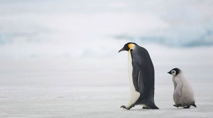 长隆海洋王国帝企鹅