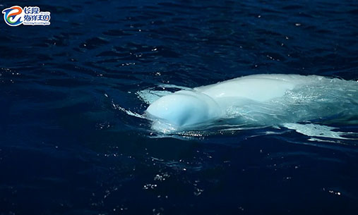 白鲸在水面上游泳