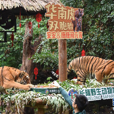 广州:华南虎双胞胎兄弟闹元宵