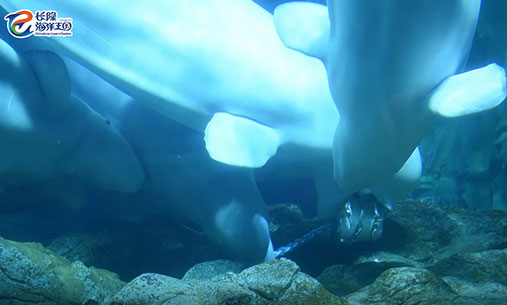 白鲸们想办法吃冻在冰块中的鱼