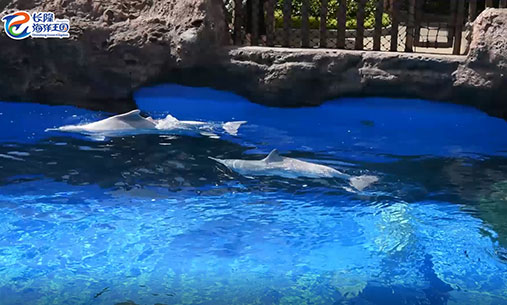 中华白海豚在一起玩耍
