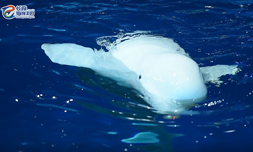 白鲸浮到水面进行呼吸
