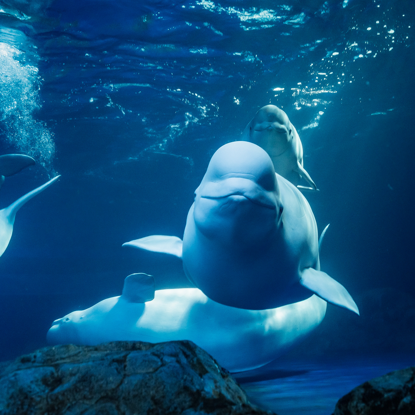 珠海长隆海洋王国归来 企鹅白鲸海豚太可爱 - 珠海游记攻略【携程攻略】
