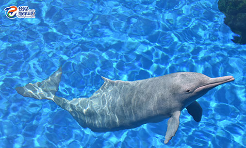 中华白海豚准备浮出水面