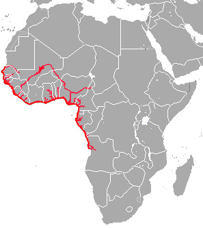 西非海牛