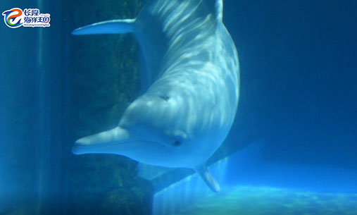 中华白海豚在照镜子