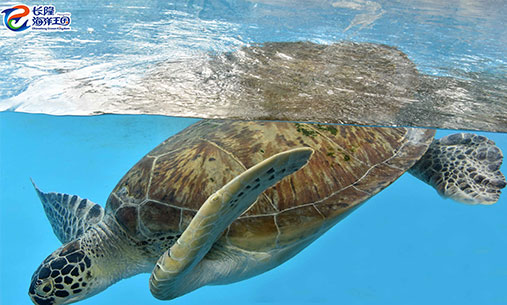 游泳的绿海龟